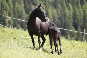 Zarza La Primera (Pferdezucht «Criollo La Helvetica», Igls Lareschs, Tinizong)
