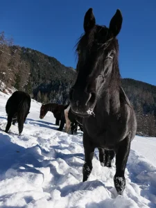 Zarza La Primera (Pferdezucht «Criollo La Helvetica», Igls Lareschs, Tinizong)