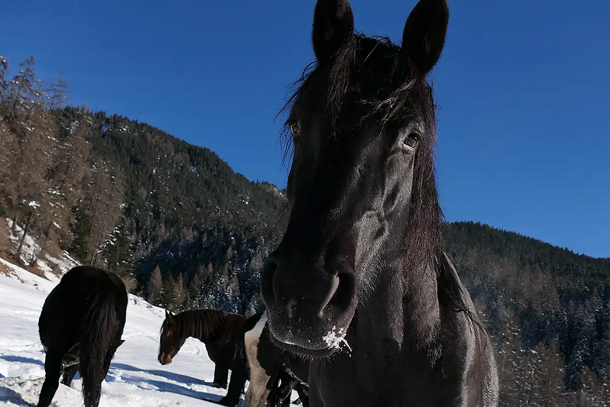 Zarza La Primera (Pferdezucht «Criollo La Helvetica», Igls Lareschs, Tinizong)